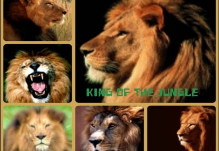 *King of the Jungle* - lions, collage, animals, jungle