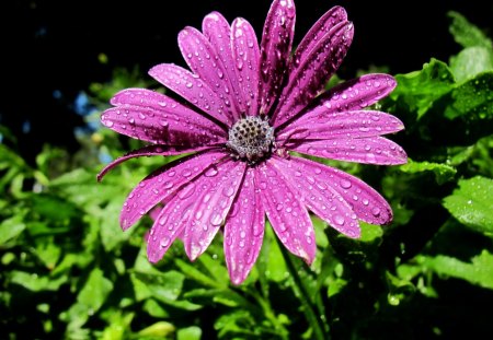 Droplets - flower, purple, rain, sun