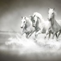 Horses