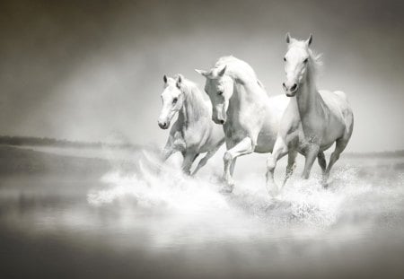 Horses - white, horses, painting, art, animals