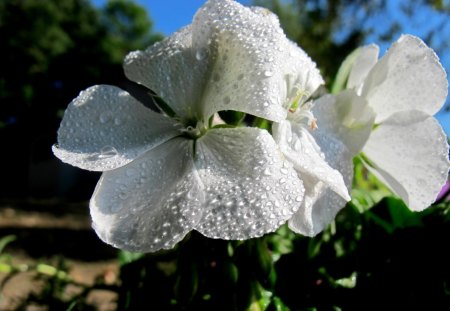 Flowers - white, flower, rain, sun