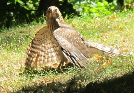 Falcon - bird, falcon, sun, wings