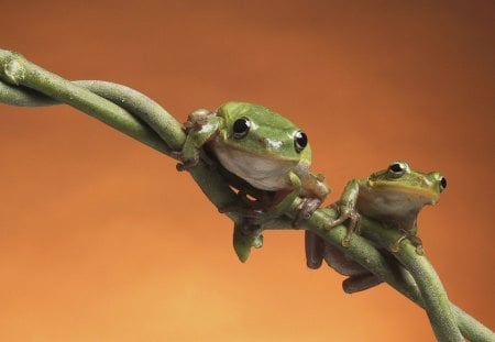 Frogs - looking, twig, sitting, green