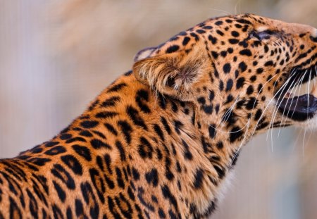 *** LEOPARD *** - leopard, head, animals, nature