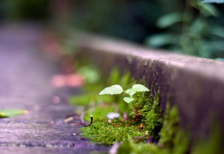 Little Plant by the road - photo, flower, road, plant