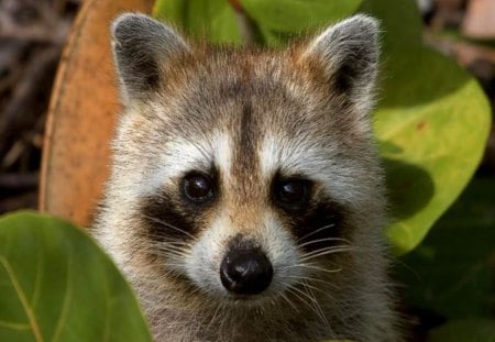 Peekaboo Raccoon - animal, nature, cute, raccoon