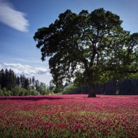 Tree in a Fields