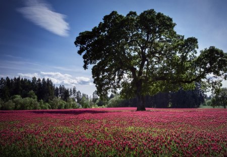 Tree in a Fields - sky, flower, tree, fields