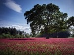 Tree in a Fields