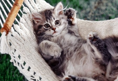 Hammock Cat - cuteness, cat, furry, resting, cute