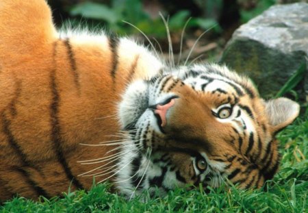 Cute Tiger - stripes, animal, tiger, cat, outside, orange