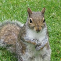 Squirrel