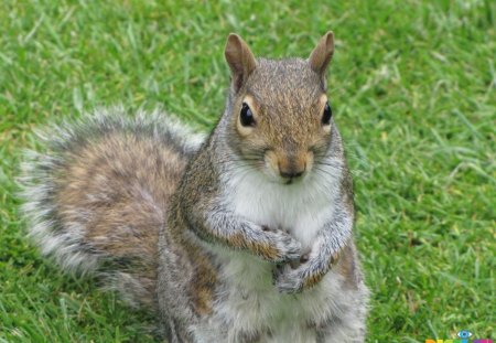 Squirrel - cuteness, grass, rodent, grey, animal, beg, cute, sitting, squirrel