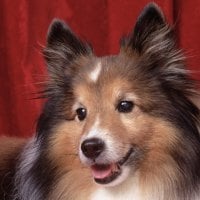 ~Sweet Sheltie for Elaine~ (CollieSmile)