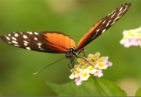 Beautiful Butterfly - outdoors, animal, nature, butterfly, orange, flower