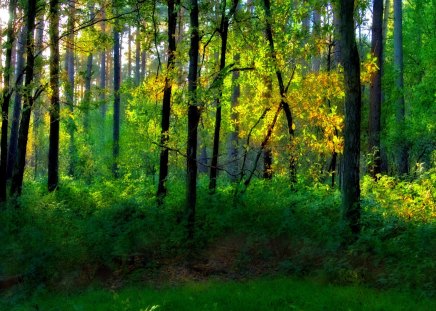 Green trees - nice, sunshine, trees, popular, greenery, pretty, green, grass, sunlight, forests, wallpaper, summer, lovely, bushes, nature, forest, beautiful, leaves