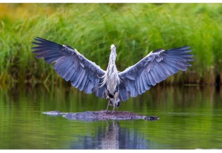 Come into my arms! - bird, blue, lake, arms, come