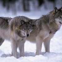 Timber wolves