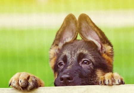 peek a boo - fun, german sheppard, peek a boo, animal, wallpaper, pup