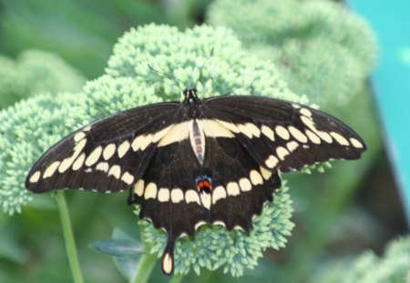 Beautiful Butterfly - butterfly, flowers, insects, animal