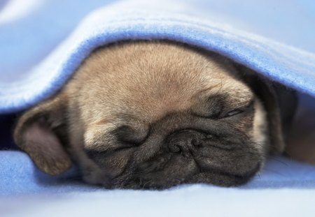 *** Sleeping Pug ***