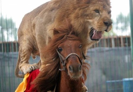 Horse vs Lion - fun, lions, horses, desktop, circus, wallpaper, animals