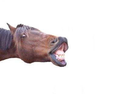 a horse with no name - with no name, fun, face, horse, wallpaper, a horse