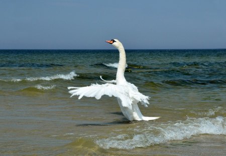 White Swan - swan, beach, sky, flapping, feathers, surf, wings, waves, neck, animal, sea