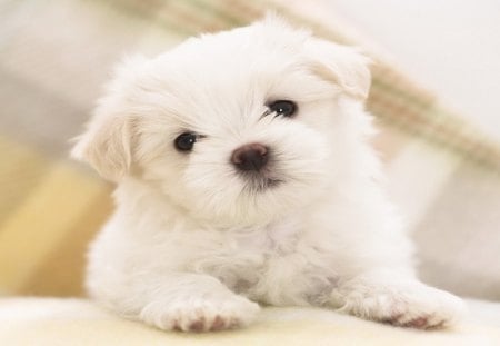 *** Maltese Puppy *** - maltese, puppy, dogs, animals