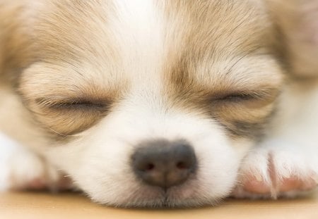 *** Sleeping Chihuahua Puppy ***