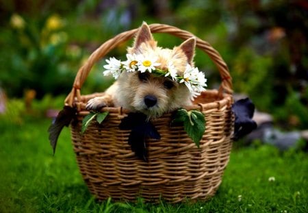 LITTLE PRINCESS - flowers, basket, cute, crown, dog, puppy