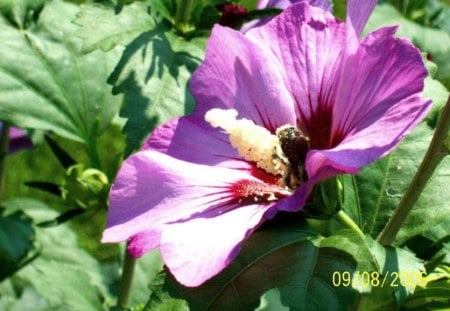 Bee Sipping in the Hibiscus - bee, hibiscus, flower, nature