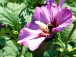 Bee Sipping in the Hibiscus