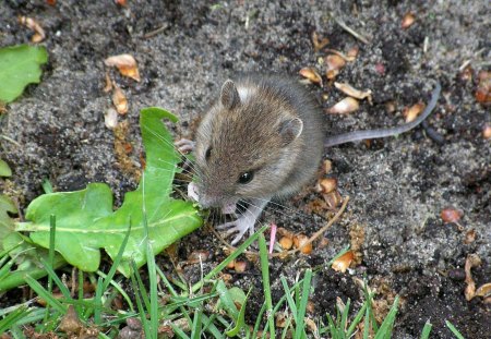 Little mouse eating leaf - animals, eating, rodents, green, leaf, mouse, gray