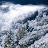 Foggy Frozen Trees