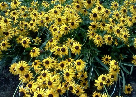 Black-Eyes Susans - nice, sunny, bright, happy