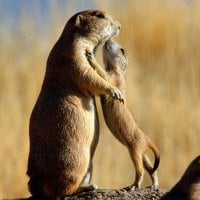 Prairie Dog Family