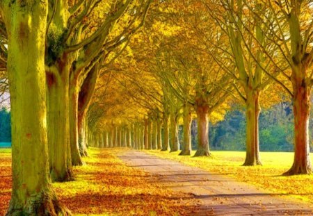 Golden - autumn, trees, forest, goldn, leaves, path