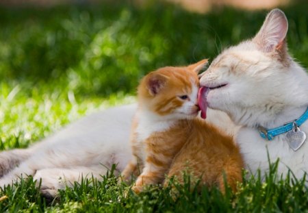 Mother's love kitten