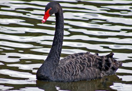 *** Black Swan *** - swan, animals, black, birds