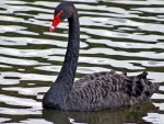 *** Black Swan ***