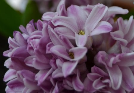 Beautiful Hyacinth - flowers, hyacinth, spring, nature