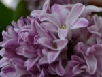 Beautiful Hyacinth