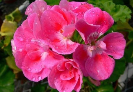 Wet Pink Flower outside - wet, green, pretty, pink