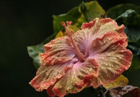 *** HIBISCUS *** - flowers, orange, nature, hibiscus