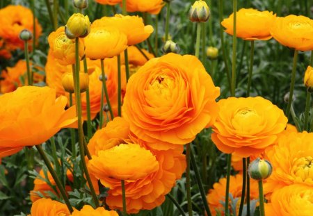 *** RANUNKULUS- Asian Buttercup *** - buttercup, flowers, nature, ranunkulyus, asian