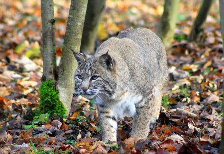 *** LYNX *** - trees, forest, lynx, animals