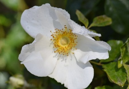 White Rose - nature, rose, flower, photography