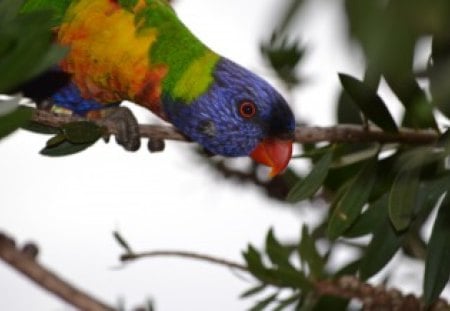 Rainbow Lorikeet. - nature, rainbow lorikeet, bird, photography