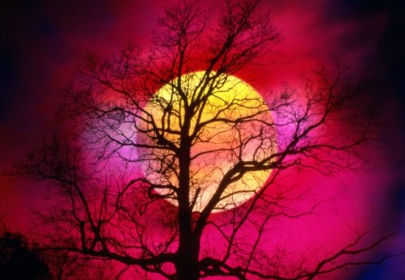 THE SUN - red, dead tree, tree, sunset, sun